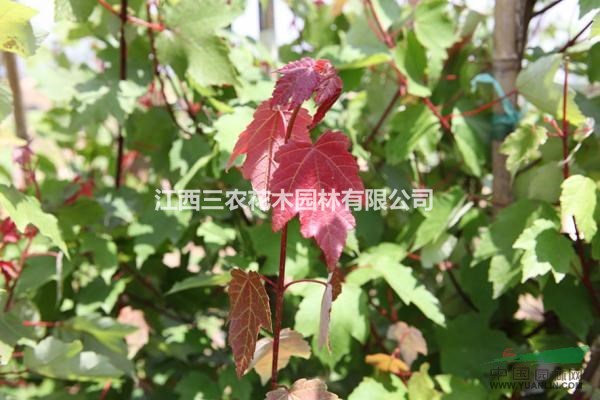 夏日紅楓批發(fā)價(jià) 美國(guó)夏日紅楓苗 紅楓價(jià)格