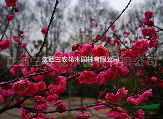 地徑15公分南京紅梅 