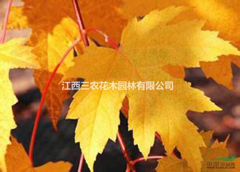 美國改良紅楓批發(fā)價 美國紅楓新品-改良紅楓價格