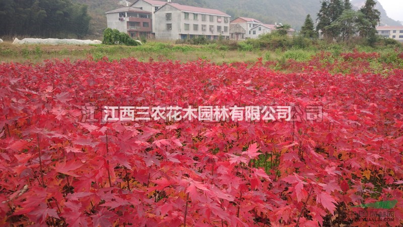 美國(guó)改良紅楓報(bào)價(jià)_2017美國(guó)紅楓新品種盤點(diǎn)