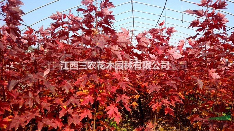 美國(guó)改良紅楓報(bào)價(jià)_2017美國(guó)紅楓新品種盤點(diǎn)