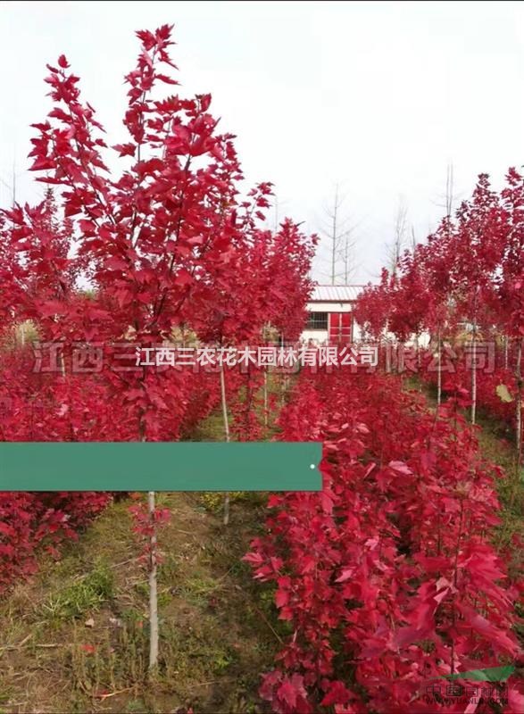 美國(guó)改良紅楓多少錢(qián)_5公分美國(guó)紅楓紅冠紅楓