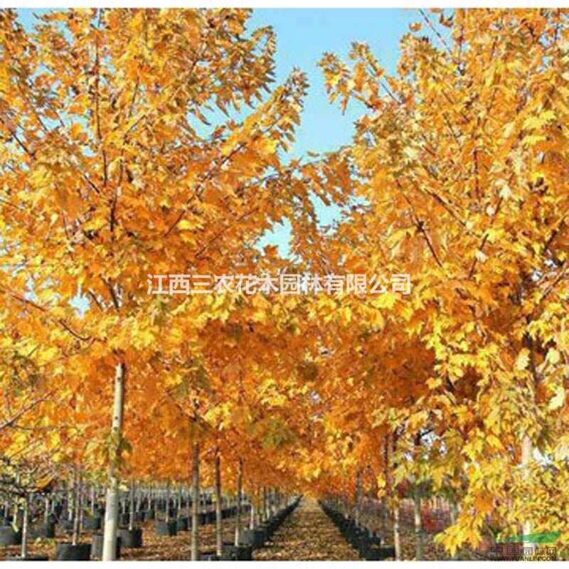 馬莫紅楓什么價格_美國紅楓馬莫紅楓批發(fā)價