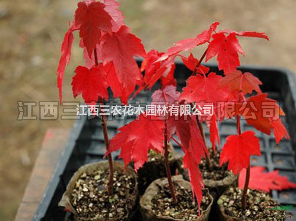 紅點(diǎn)紅楓苗_美國改良紅楓新品種_紅點(diǎn)紅楓