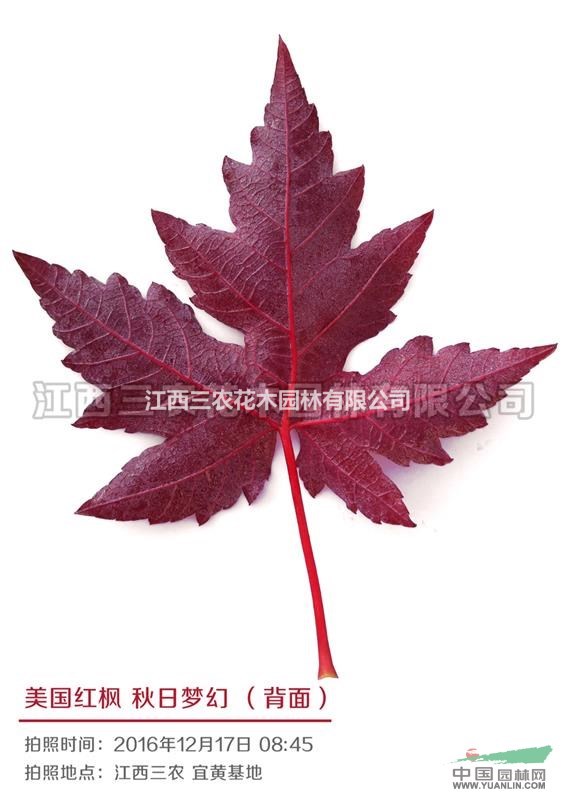 美國改良紅楓苗 美國紅楓大樹 如何提高美國紅楓成活率和生長速