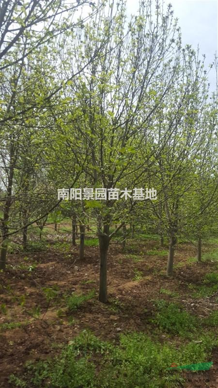 河南南陽供應(yīng)大小規(guī)格紅黃白玉蘭