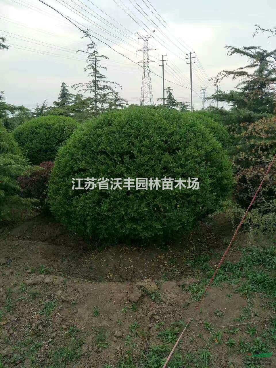 精品小葉女貞球50-200cm,江蘇小葉女貞球基地價格信息
