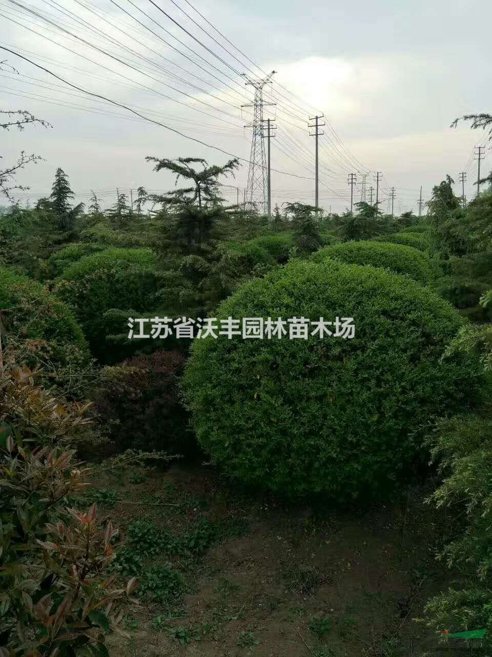 精品小葉女貞球50-200cm,江蘇小葉女貞球基地價格信息