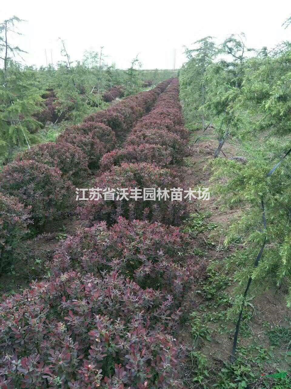 紅葉小檗50-200cm毛球精球，江蘇紫葉小檗價(jià)格信息介紹