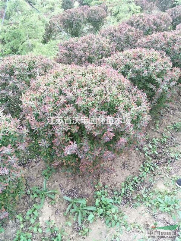 紅葉小檗50-200cm毛球精球，江蘇紫葉小檗價(jià)格信息介紹