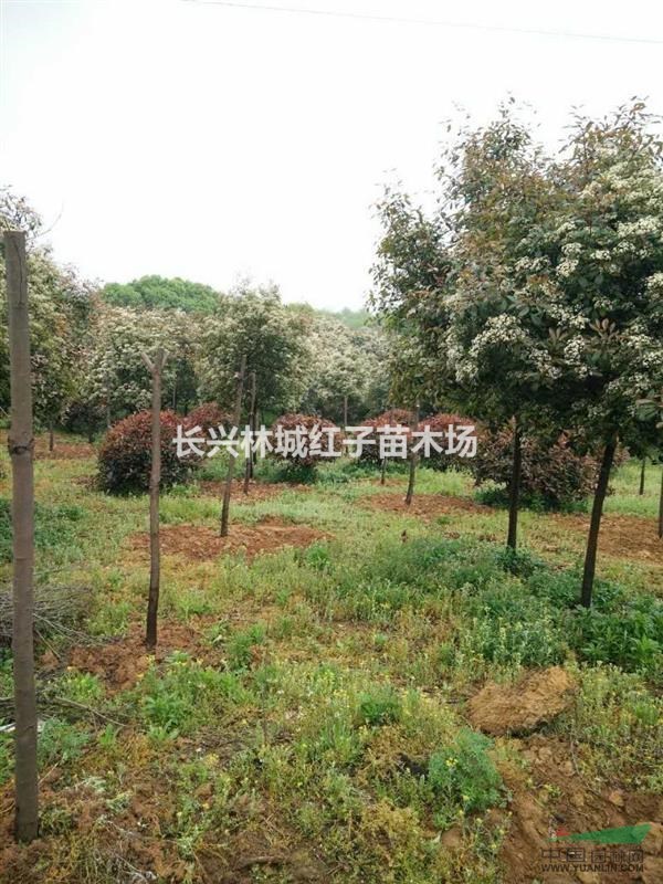 浙江红叶石楠，香樟