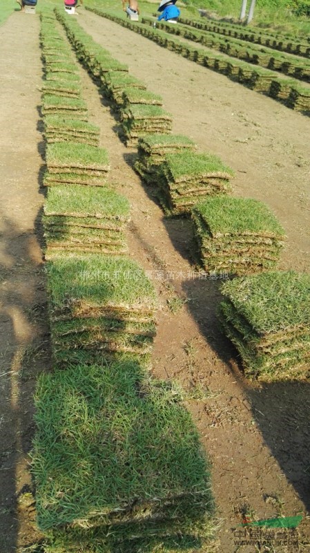 庭院草皮馬尼拉草銷售