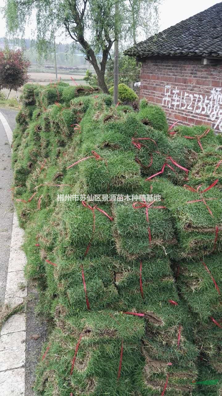 郴州馬尼拉草皮-耐踐踏易活園林綠化最佳選擇