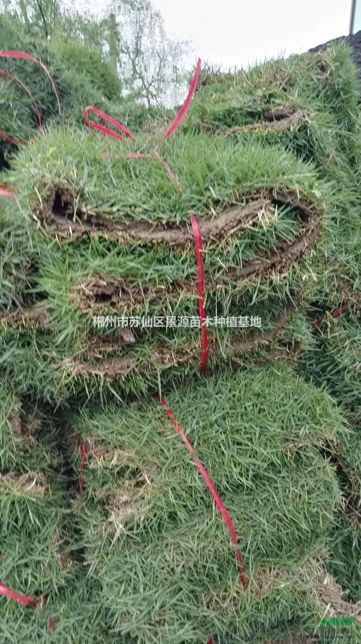 郴州馬尼拉草皮-耐踐踏易活園林綠化最佳選擇