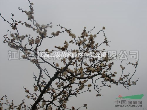 龍游梅采購價(jià)  龍游梅報(bào)價(jià)  龍游梅多少錢一株