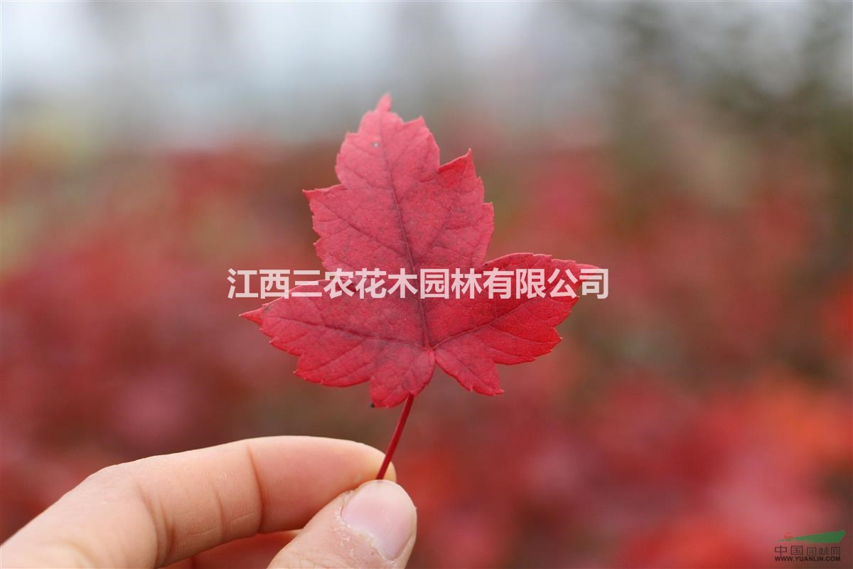 十月光輝小苗_美國紅楓十月光輝-紅楓哪家好