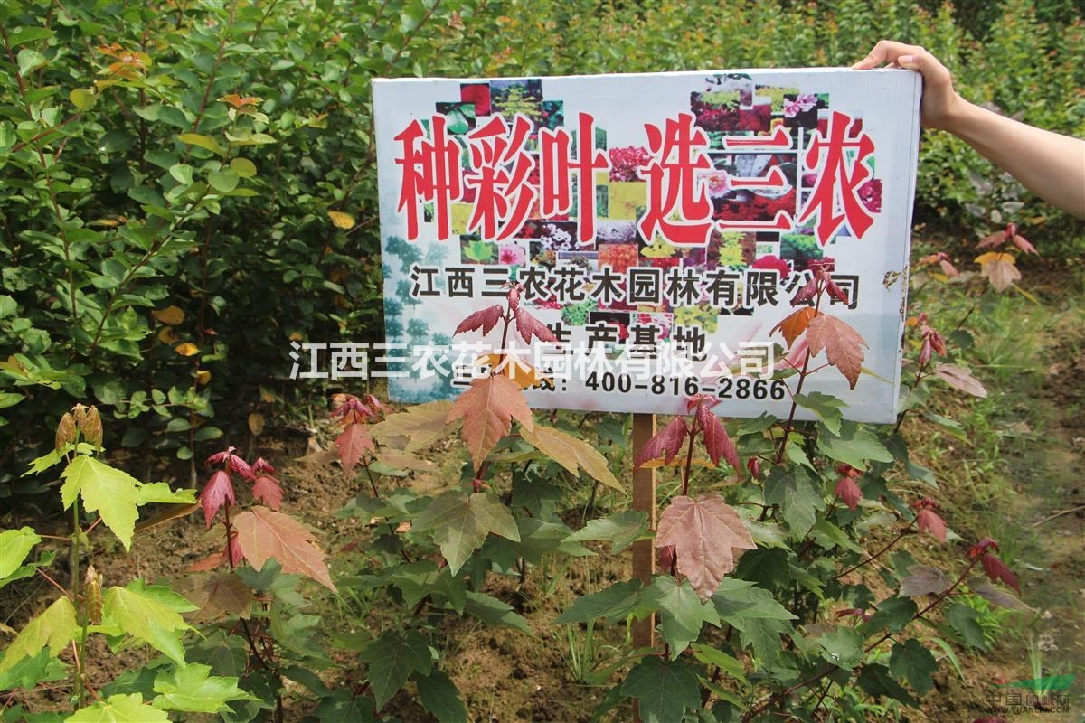 夏日紅楓樹(shù)_美國(guó)夏日紅楓價(jià)格_夏日紅楓小苗