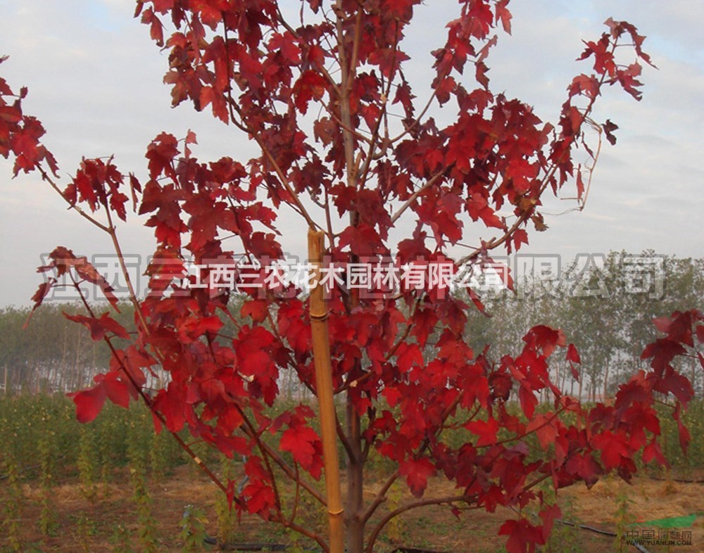 4公分紅點紅楓_8公分紅點紅楓產(chǎn)品簡介_正宗紅點紅楓批發(fā)