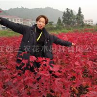 4公分美國改良紅楓_美國紅楓夕陽紅報價_紅楓多少錢