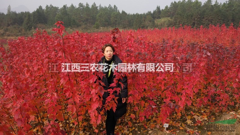 4公分美國改良紅楓_美國紅楓夕陽紅報價_紅楓多少錢