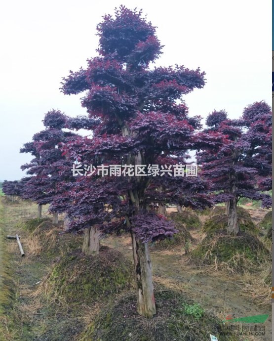 15公分精品造型紅繼木   15公分單桿造型繼木樁