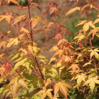 歐洲紅楓價格-歐洲三季黃楓栽培技術(shù)管理 歐洲的紅楓苗