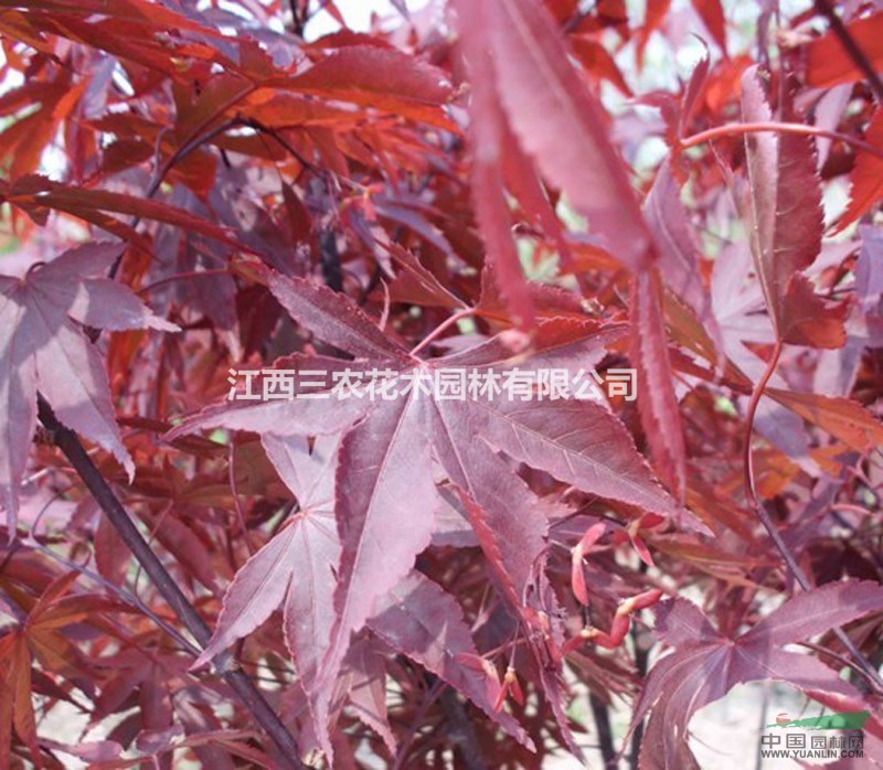  歐洲紅楓采購價 求購歐洲紅楓大樹 歐洲紅楓