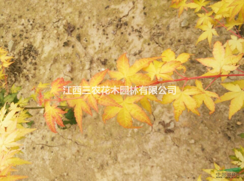 歐洲紅楓報(bào)價(jià) 歐洲紅楓多少錢一株，哪里比較實(shí)惠？