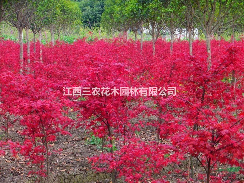 紅舞姬采購價_地徑1-10公分紅舞姬價格_日本紅楓基地