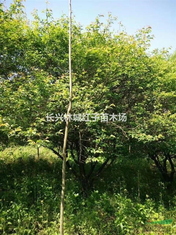 原生大红梅18-20公分