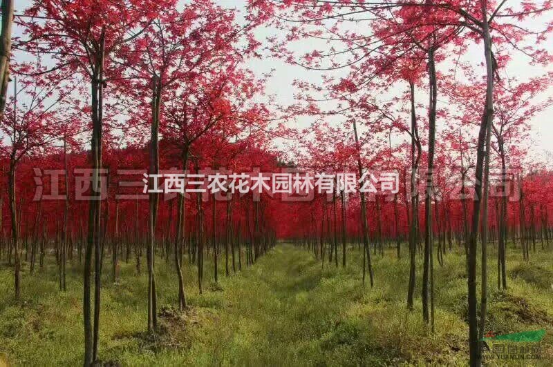 歐洲紅楓什么價(jià)格_江西歐洲紅楓批發(fā)價(jià)_日本紅楓防焦葉辦法