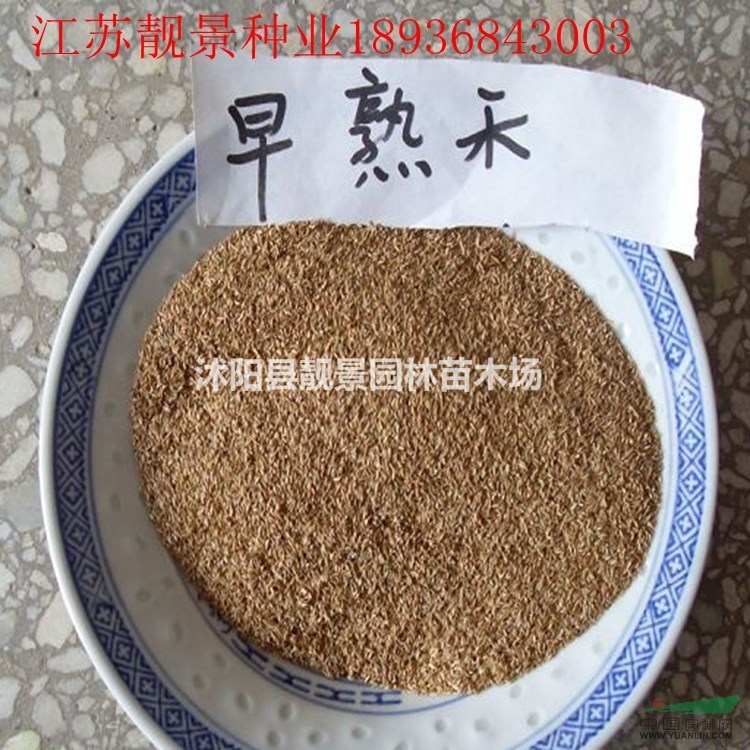 早熟禾种子价格 早熟禾草坪种子种植方法及简介 草坪种子批发