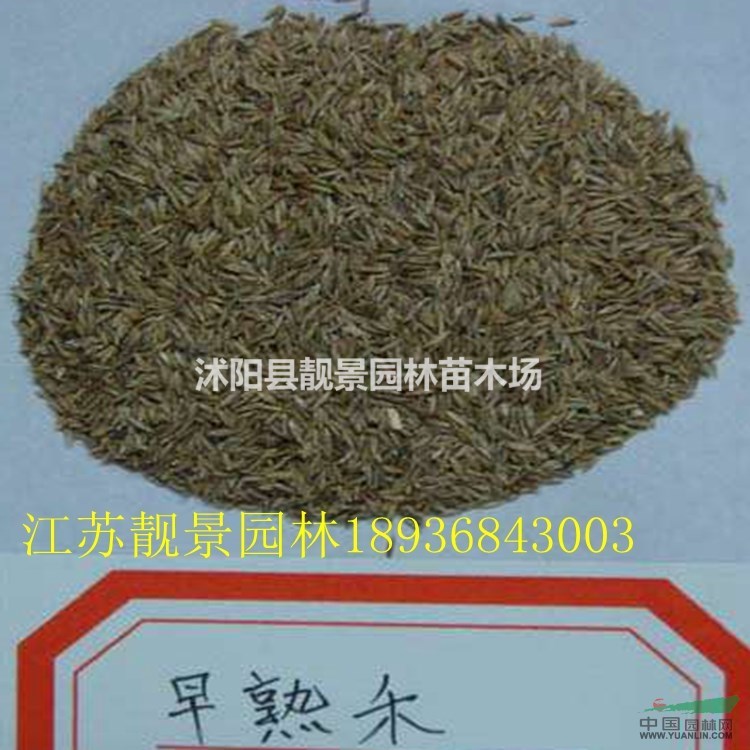 早熟禾种子价格 早熟禾草坪种子种植方法及简介 草坪种子批发