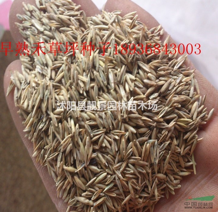 早熟禾种子价格 早熟禾草坪种子种植方法及简介 草坪种子批发