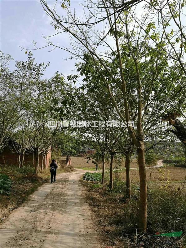 四川黃葛樹種植基地，黃葛樹規(guī)格齊全價(jià)格優(yōu)惠