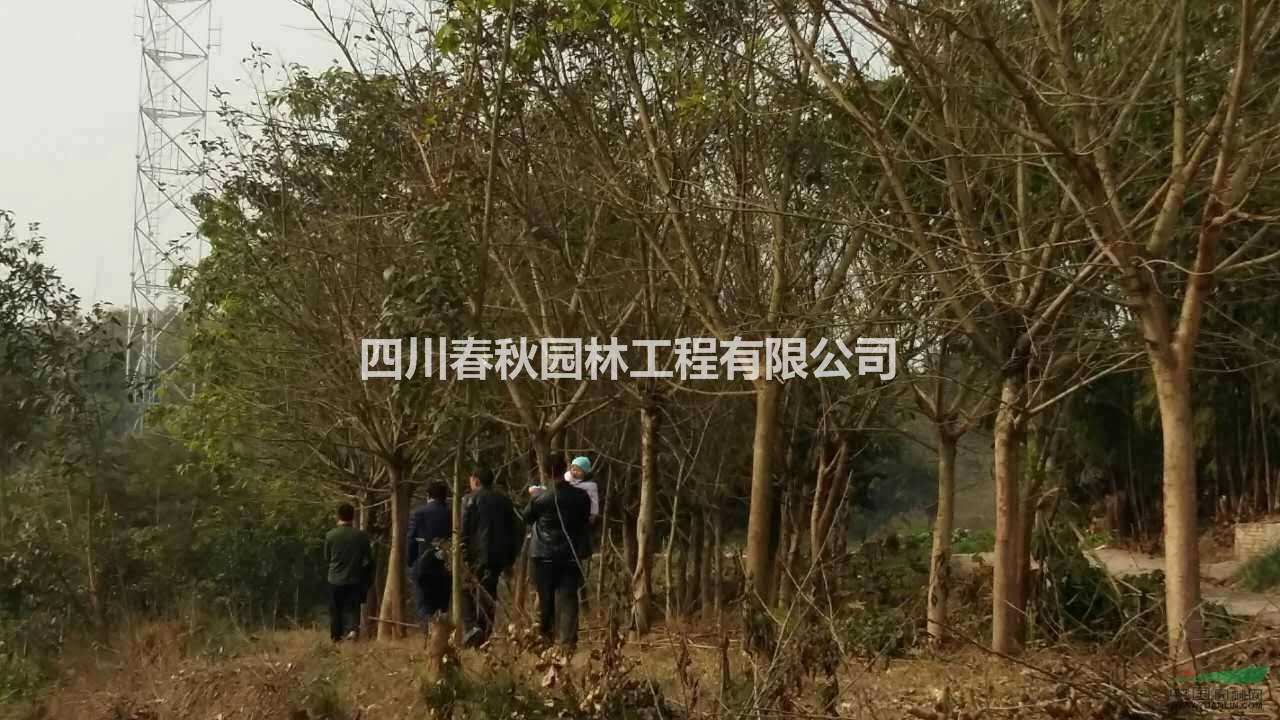 四川黃葛樹種植基地，黃葛樹規(guī)格齊全價(jià)格優(yōu)惠