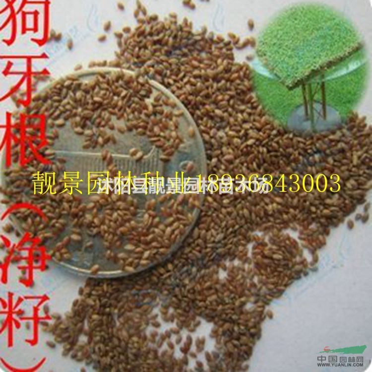 狗牙根种子价格 狗牙根种子种植方法及简介 狗牙根草坪种子批发