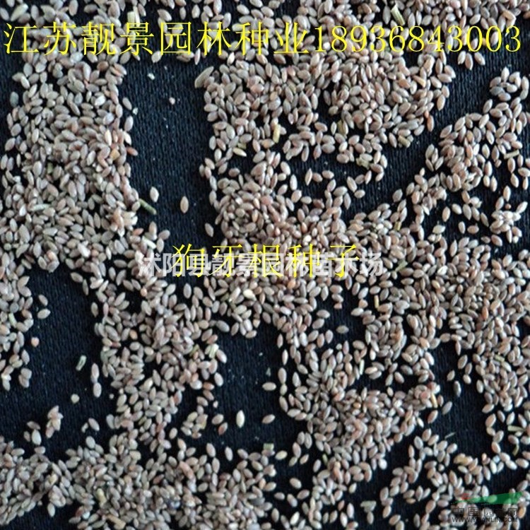 狗牙根种子价格 狗牙根种子种植方法及简介 狗牙根草坪种子批发