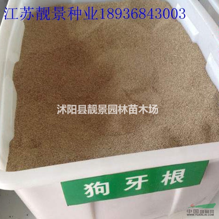 狗牙根种子价格 狗牙根种子种植方法及简介 狗牙根草坪种子批发