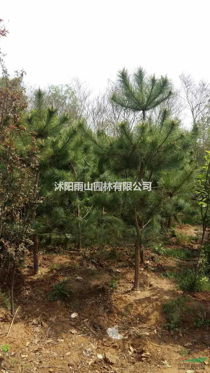 黑松2.5一3米高65元