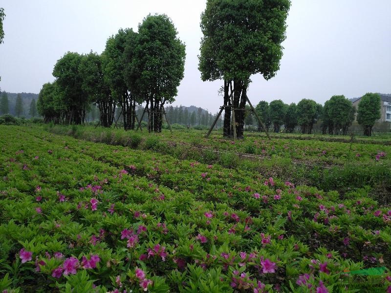 浙江地區(qū)大量供應(yīng)15公分～25公分毛鵑小球