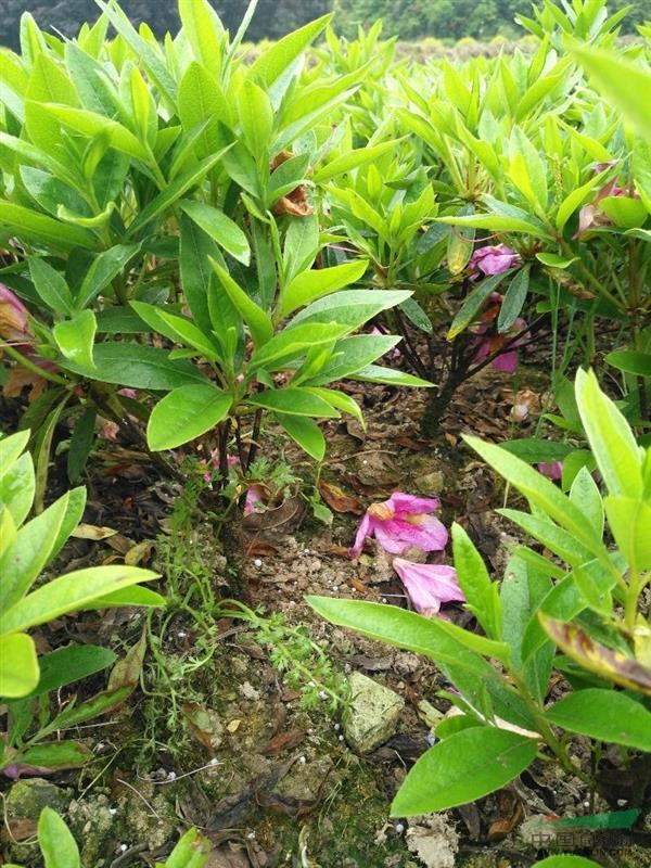 浙江地區(qū)大量供應(yīng)15公分～25公分毛鵑小球