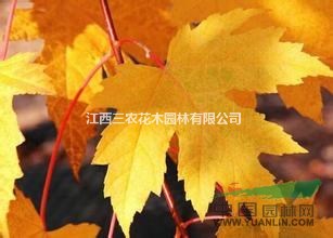 15公分紅楓_美國紅楓馬莫紅楓_15公分日本紅楓