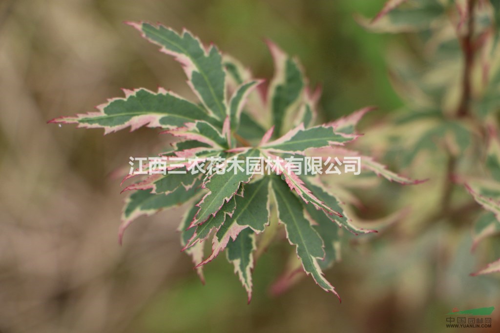  3公分紅楓價格_3公分日本紅楓蝴蝶楓_蝴蝶楓