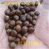 红豆杉种子价格 红豆杉种子种植方法及简介 红豆杉苗供应