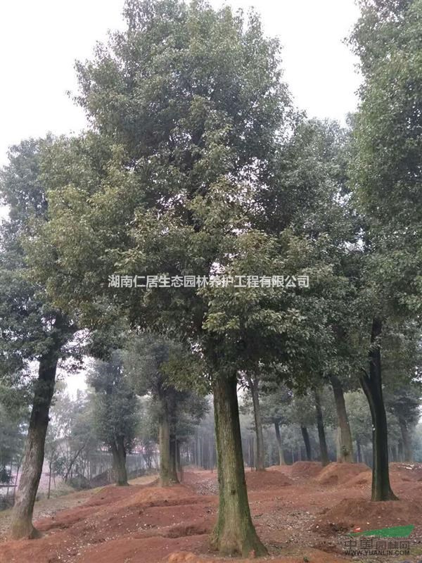 湖南移栽香樟/骨架香樟哪家好