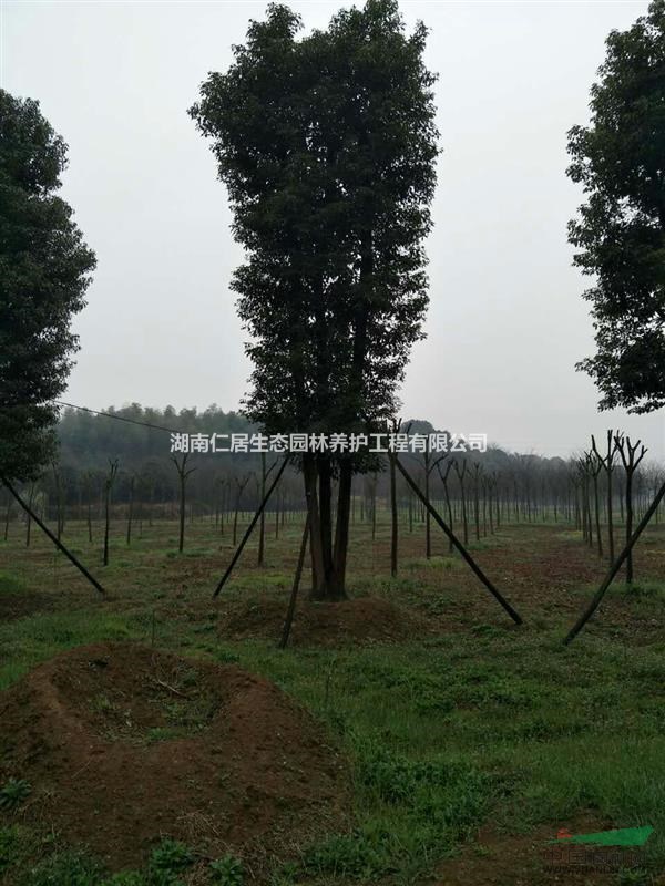湖南移栽香樟/骨架香樟哪家好