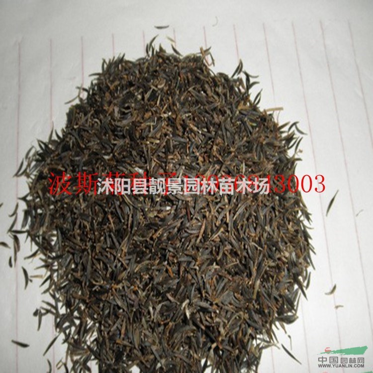 波斯菊种子报价 波斯菊种子种植方法及简介 波斯菊种子批发