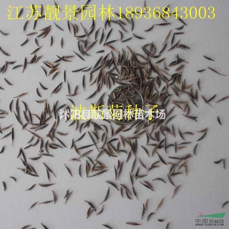 波斯菊种子报价 波斯菊种子种植方法及简介 波斯菊种子批发