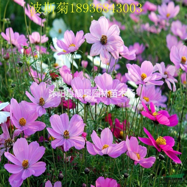 波斯菊种子报价 波斯菊种子种植方法及简介 波斯菊种子批发